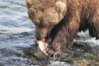 Brown-bear-catching-salmon~1.gif